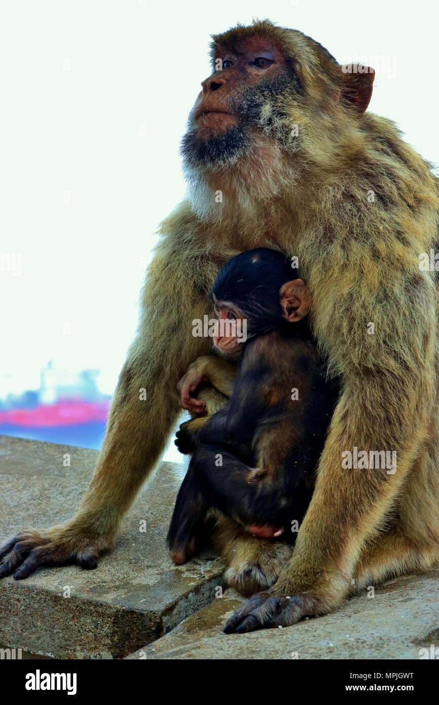 The Barbary Apes of The Rock of Gibraltar. The Barbary Macaque ...
