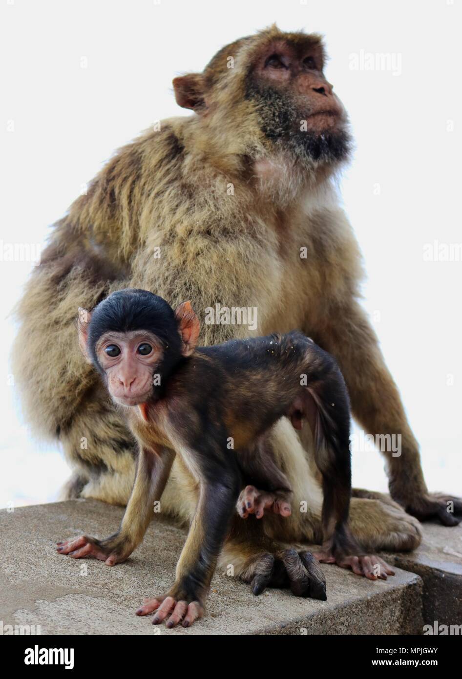 The Barbary Apes of The Rock of Gibraltar. The Barbary Macaque ...