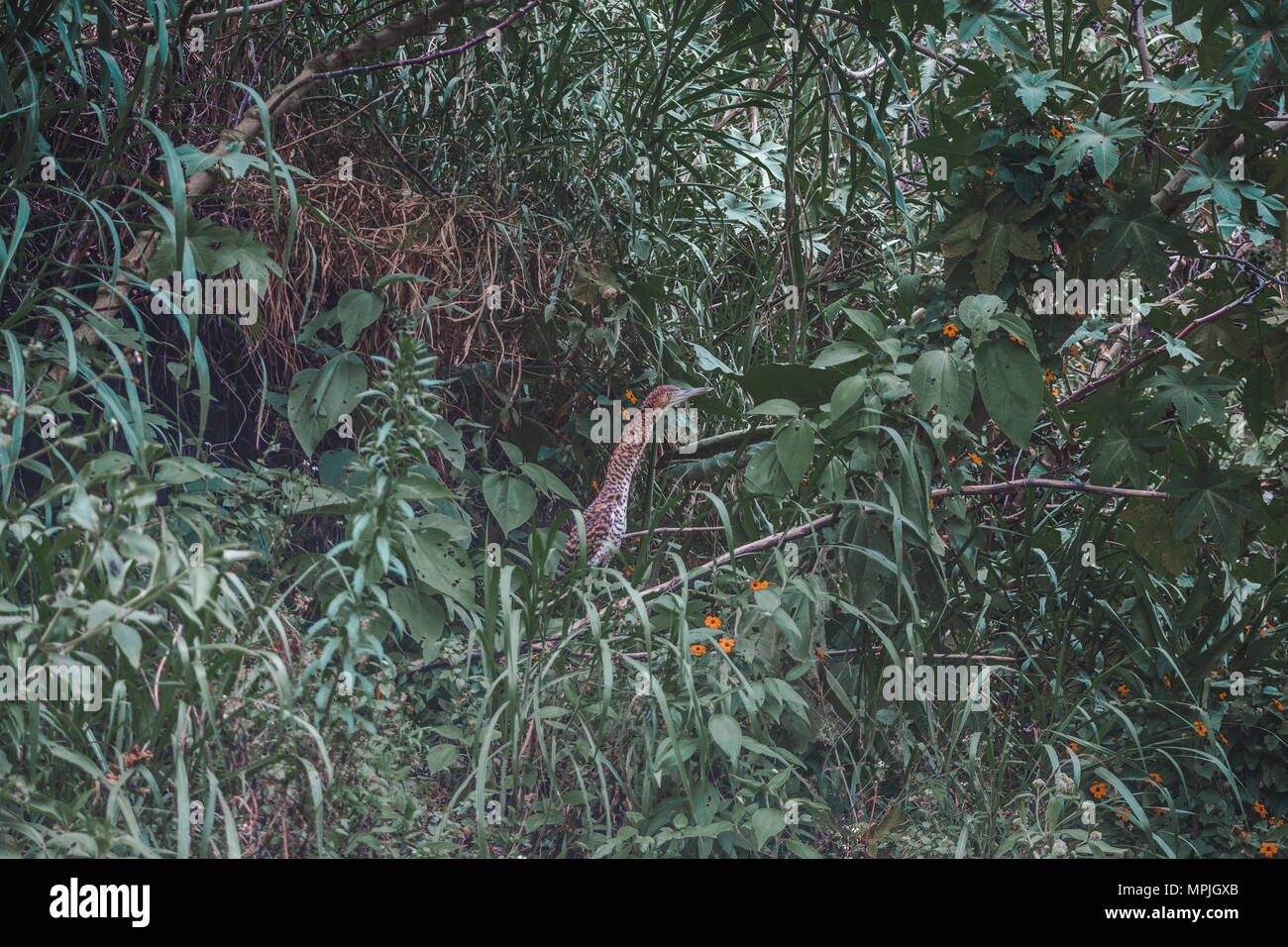 Wild striped Rufescent Tiger-Heron hiding in the bushes in its native central Ecuador Stock Photo