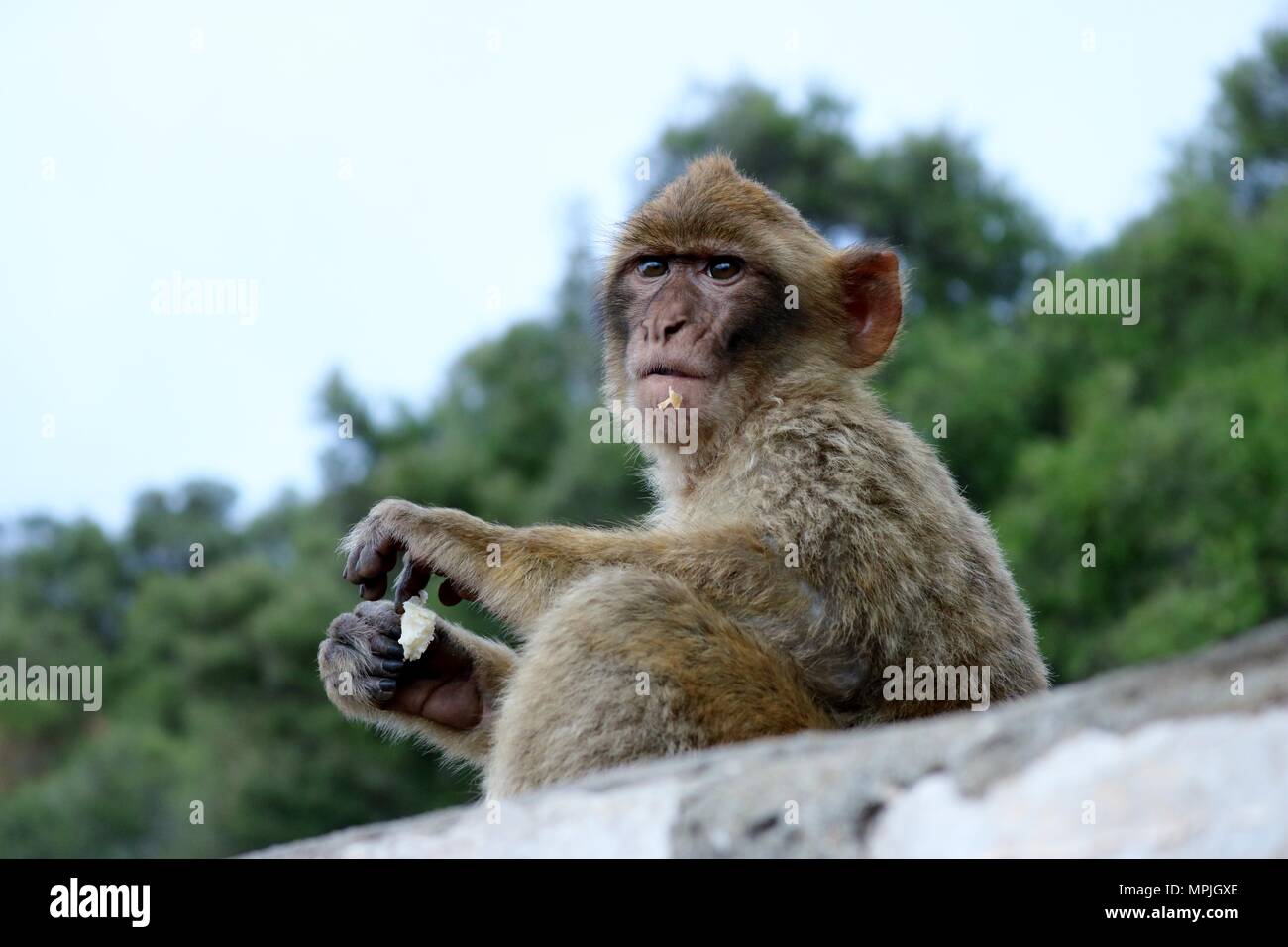 The Barbary Apes of The Rock of Gibraltar. The Barbary Macaque ...