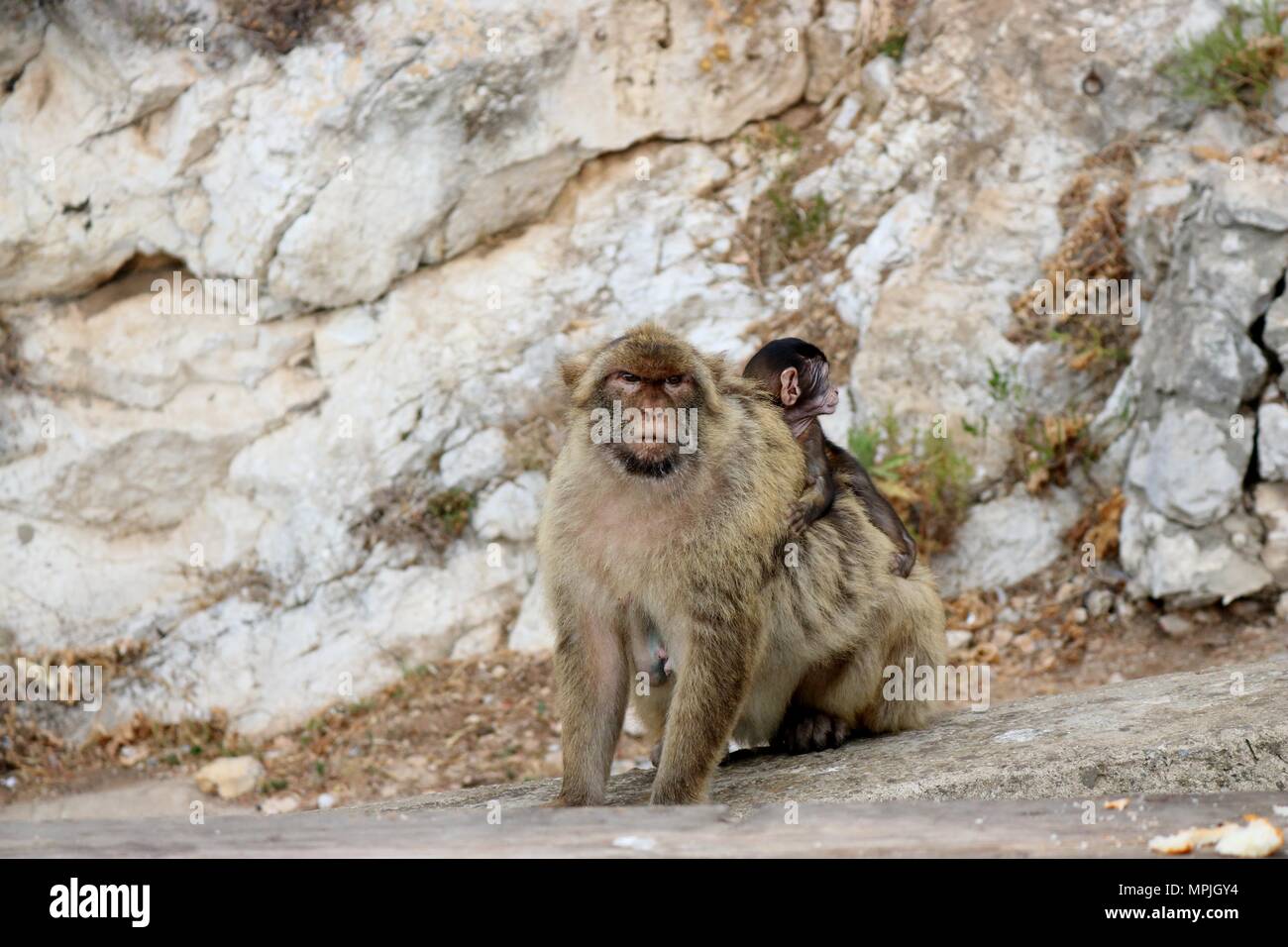 The Barbary Apes of The Rock of Gibraltar. The Barbary Macaque ...