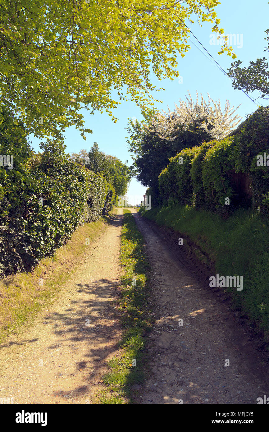 Countryside path/track in Knapton village, Norfolk, England, UK Stock Photo