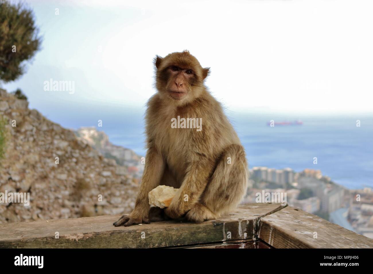 The Barbary Apes of The Rock of Gibraltar. The Barbary Macaque population in Gibraltar is the only wild monkey population in the European continent. Stock Photo