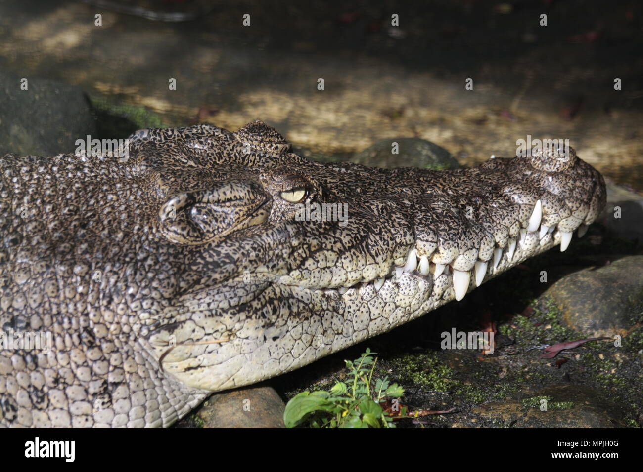 Marine crocodile hi-res stock photography and images - Alamy