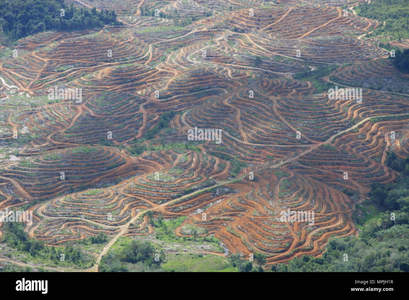 Aerial shots of Sarawak - human impact on the rainforest - deforestation for crops Stock Photo
