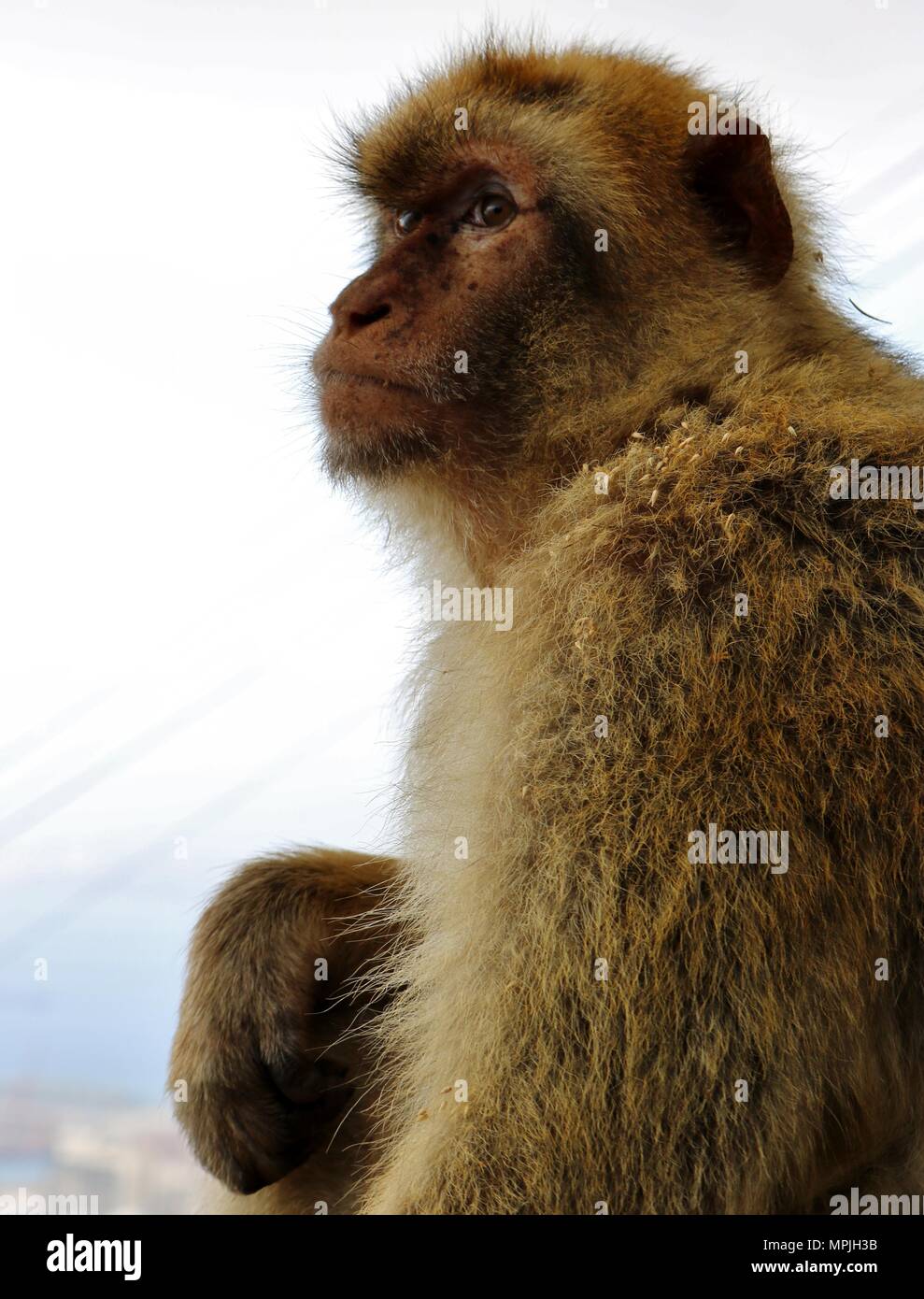 The Barbary Apes of The Rock of Gibraltar. The Barbary Macaque ...