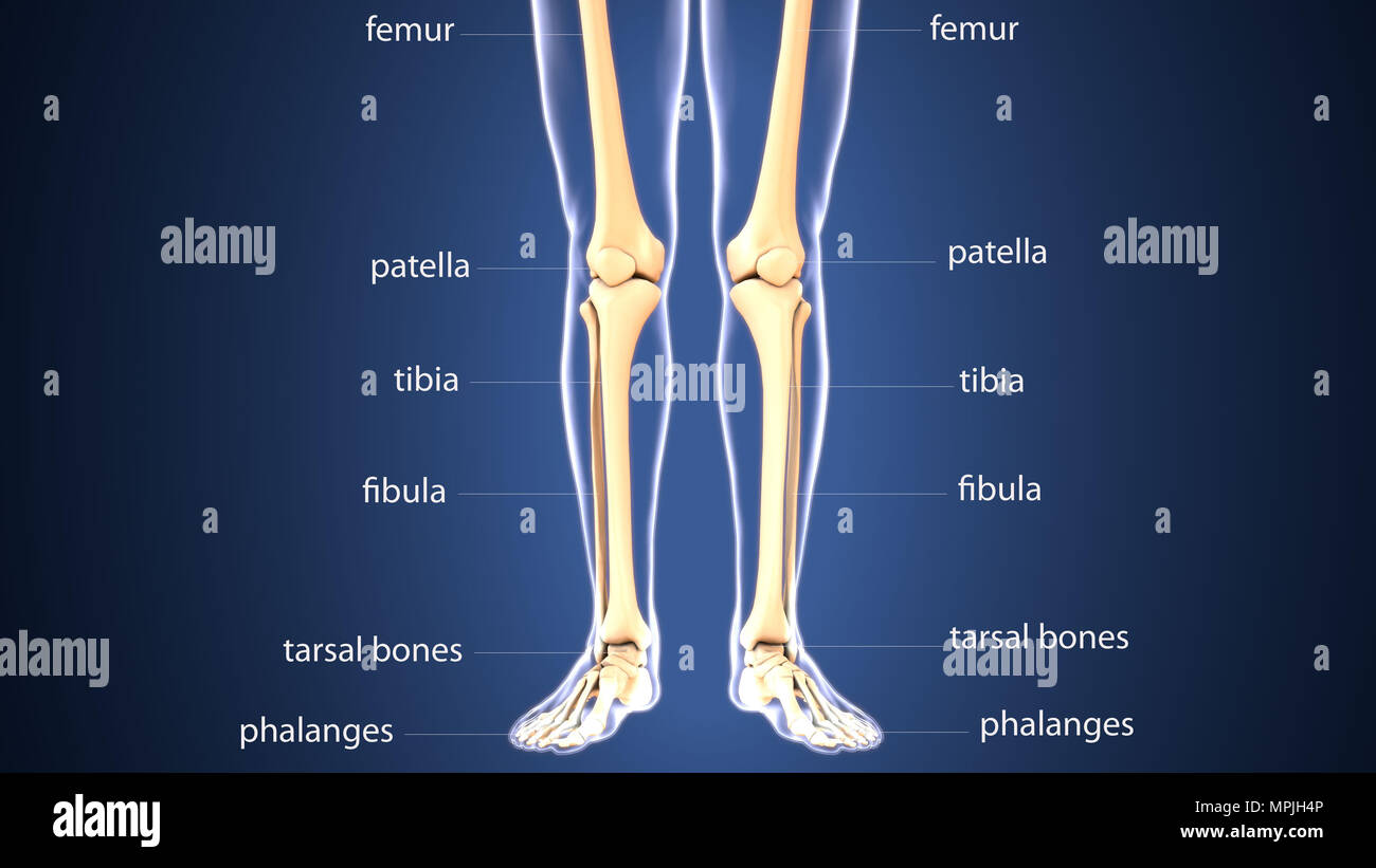 3d render of  human skeleton bones anatomy Stock Photo