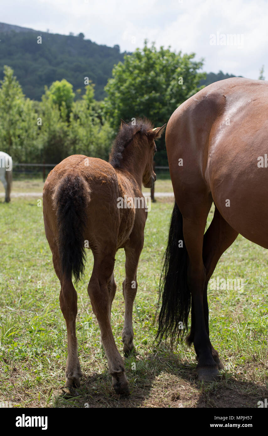 Rear view of a chestnut foal Stock Photo - Alamy