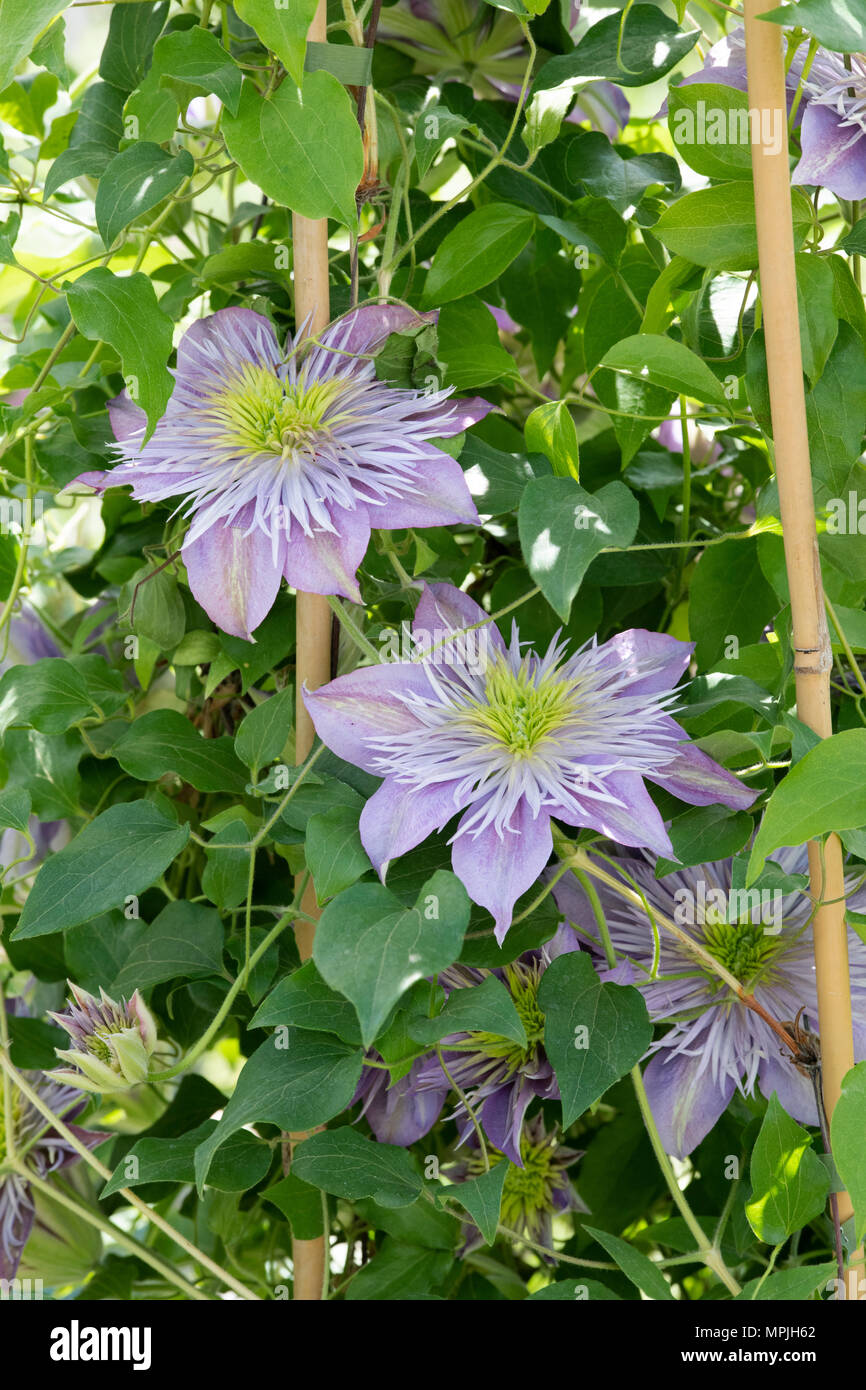 Clematis ‘Crystal Fountain’ flowers. Early large-flowered clematis with fountain-like centres of silvery-mauve petaloid stamens. UK Stock Photo