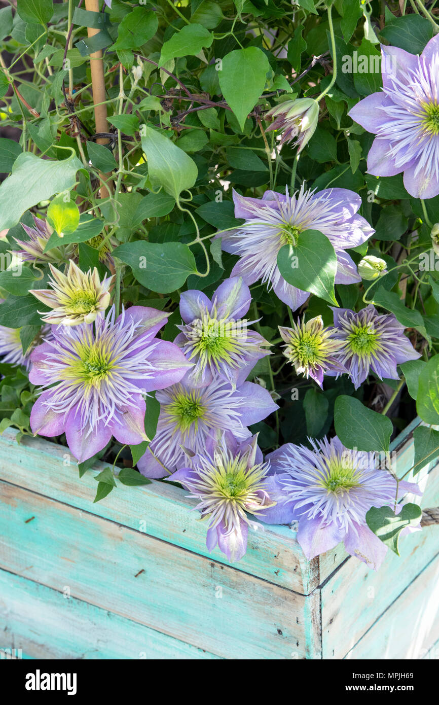 Clematis ‘Crystal Fountain’ flowers. Early large-flowered clematis with fountain-like centres of silvery-mauve petaloid stamens. UK Stock Photo