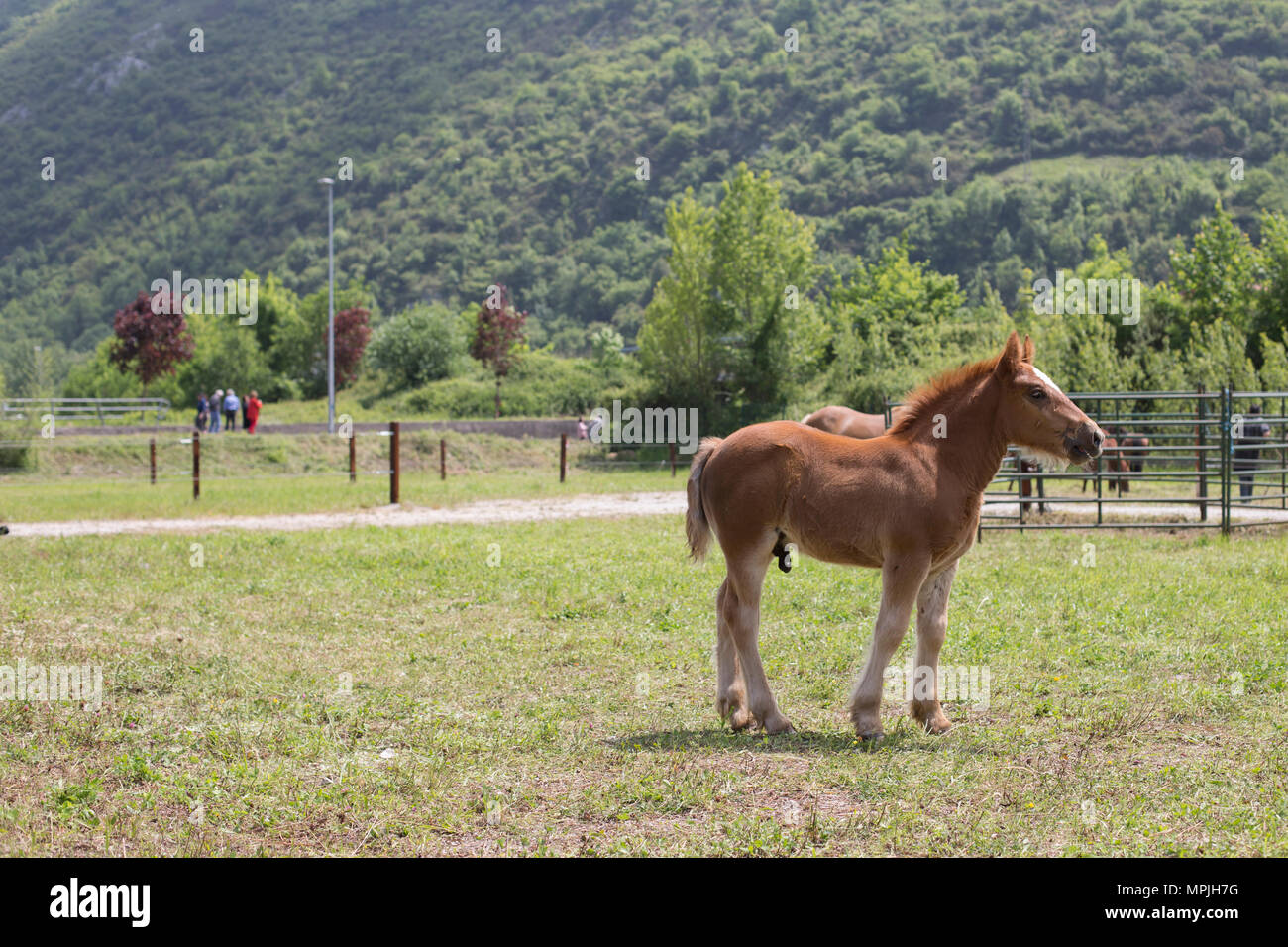Male colt hires stock photography and images Alamy