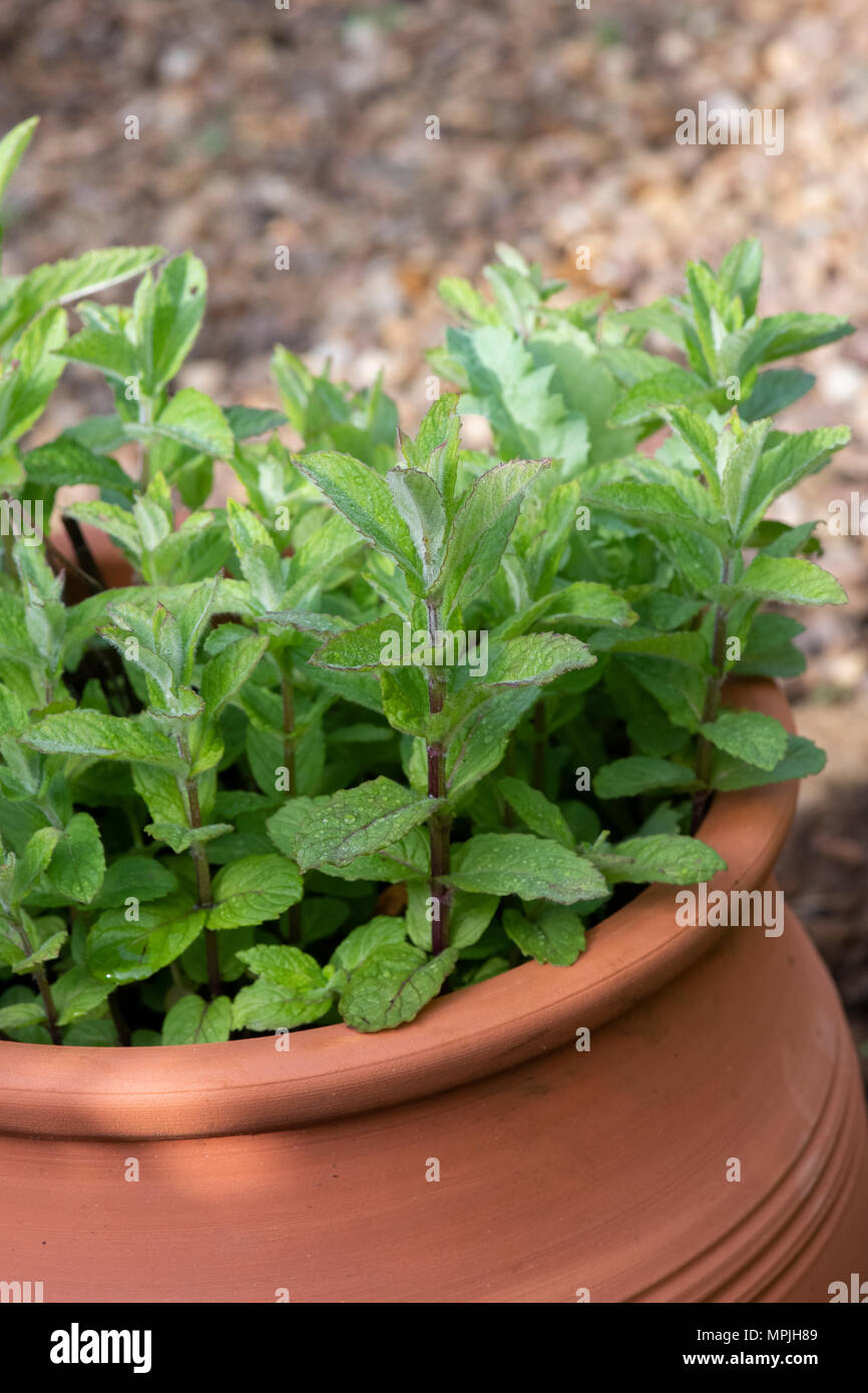 Mentha spicata. Spearmint growing in a plant pot. UK Stock Photo