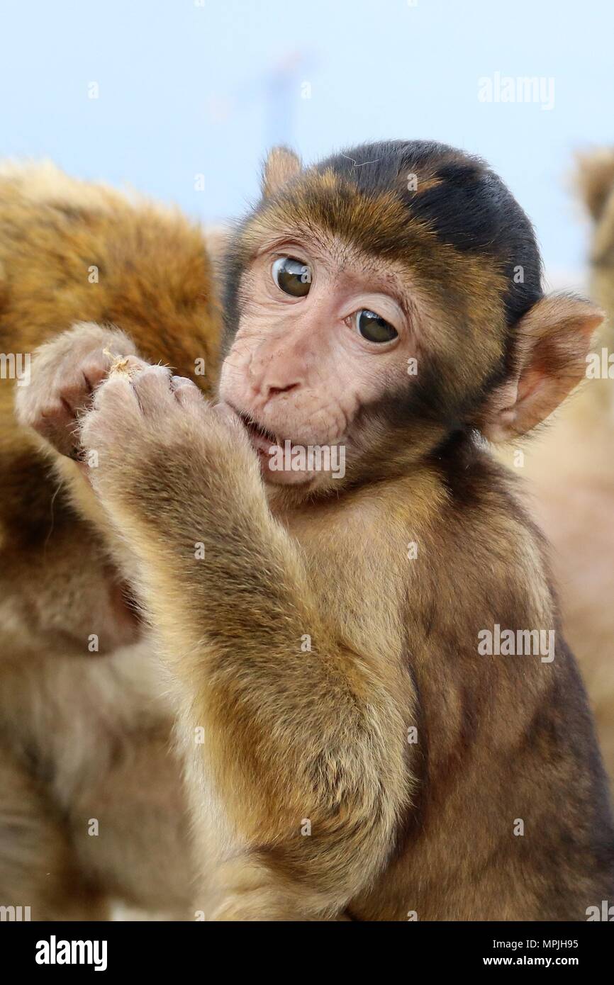 The Barbary Apes of The Rock of Gibraltar. The Barbary Macaque ...