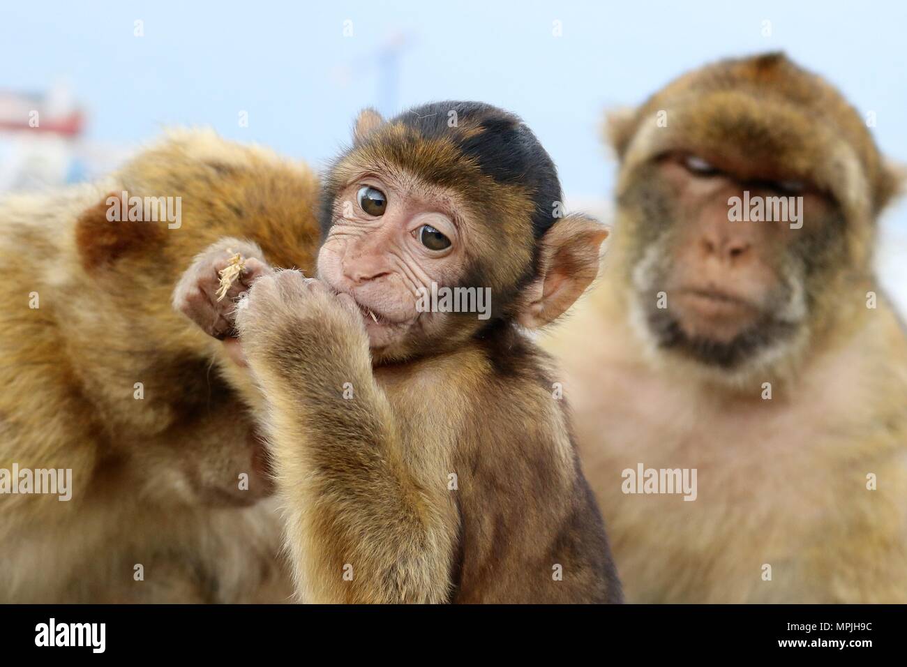 The Barbary Apes of The Rock of Gibraltar. The Barbary Macaque population in Gibraltar is the only wild monkey population in the European continent. Stock Photo