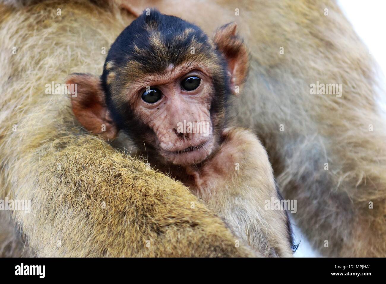 The Barbary Apes of The Rock of Gibraltar. The Barbary Macaque ...