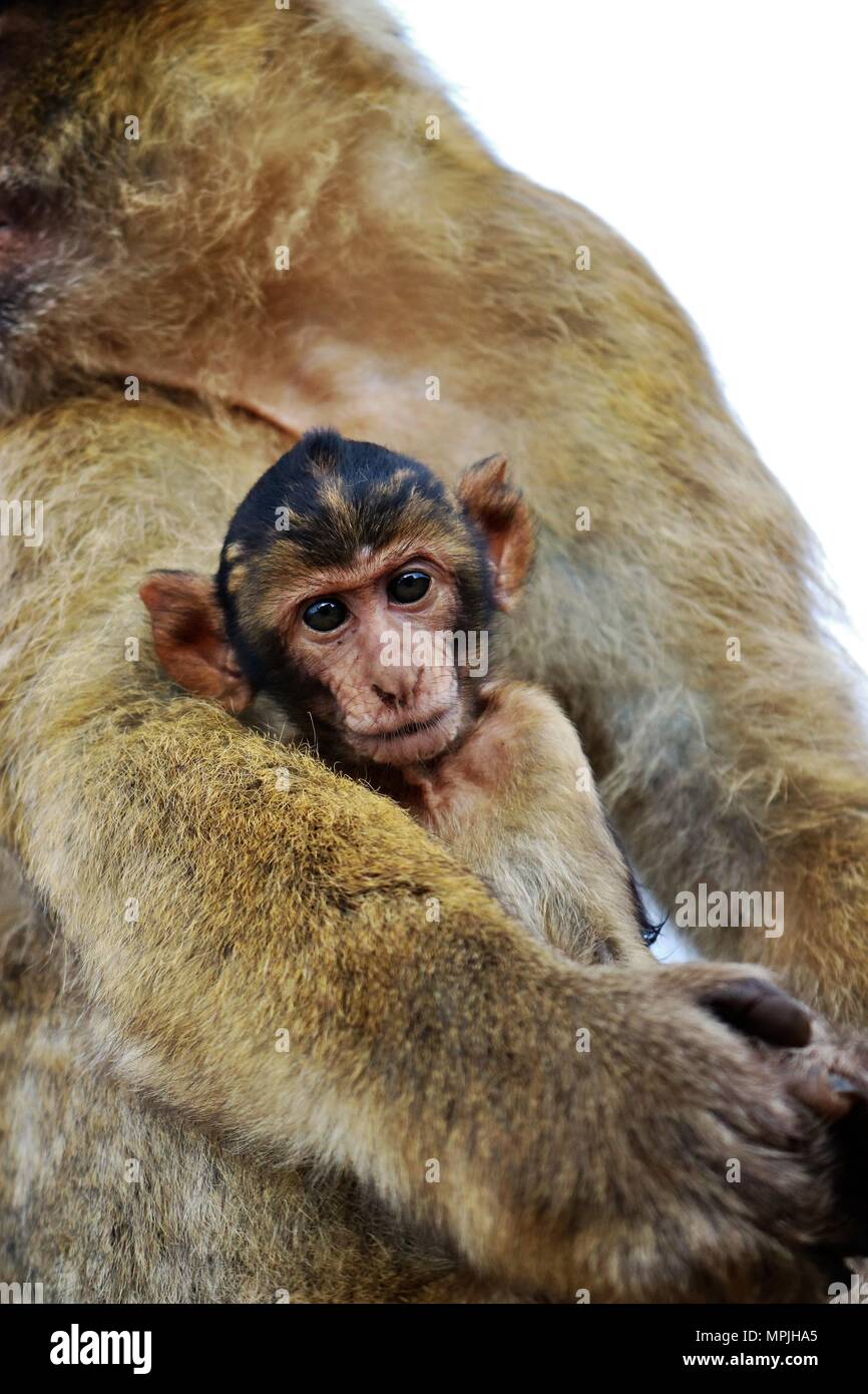 The Barbary Apes of The Rock of Gibraltar. The Barbary Macaque ...
