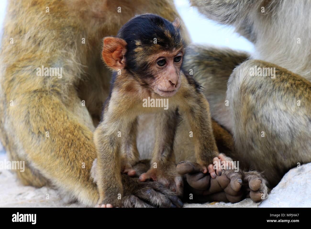 The Barbary Apes of The Rock of Gibraltar. The Barbary Macaque ...