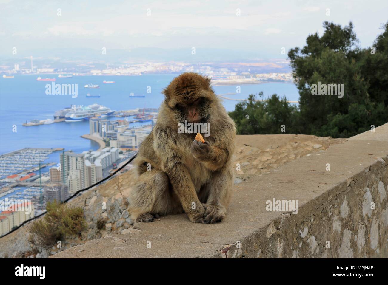 The Barbary Apes of The Rock of Gibraltar. The Barbary Macaque population in Gibraltar is the only wild monkey population in the European continent. Stock Photo