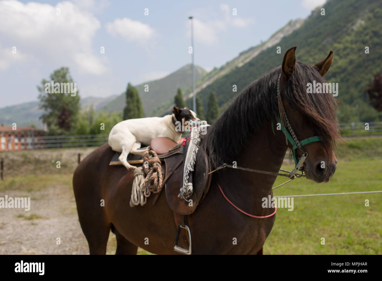 Dog with mane hi-res stock photography and images - Alamy