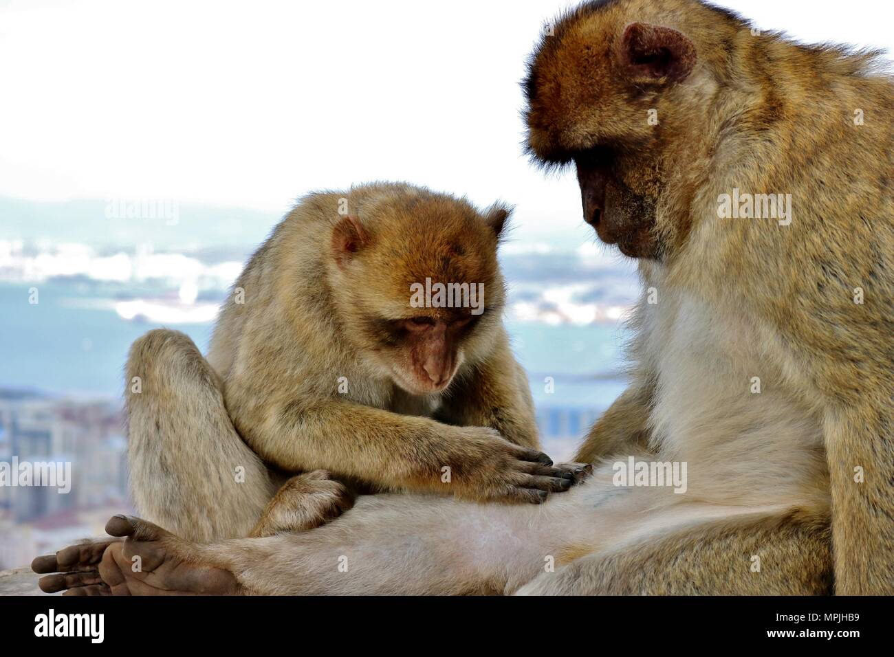 The Barbary Apes of The Rock of Gibraltar. The Barbary Macaque population in Gibraltar is the only wild monkey population in the European continent. Stock Photo