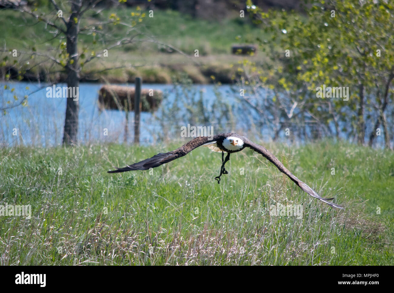 Bald Eagle in flight during a flying demonstration. Bald Eagle ...