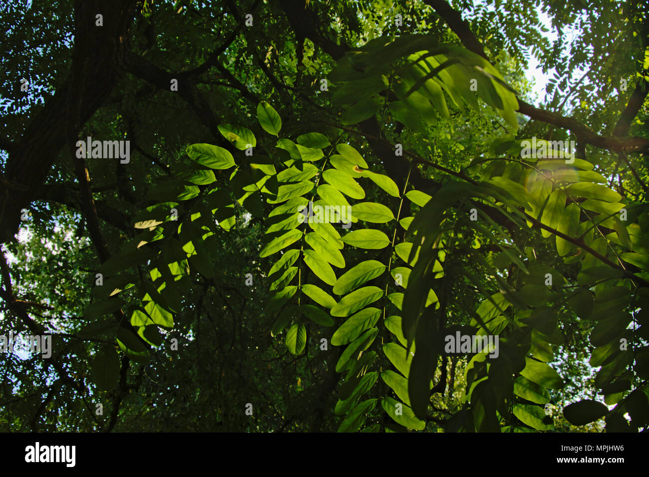 Background of black locust leafs backit by the evening light, selective focus Stock Photo