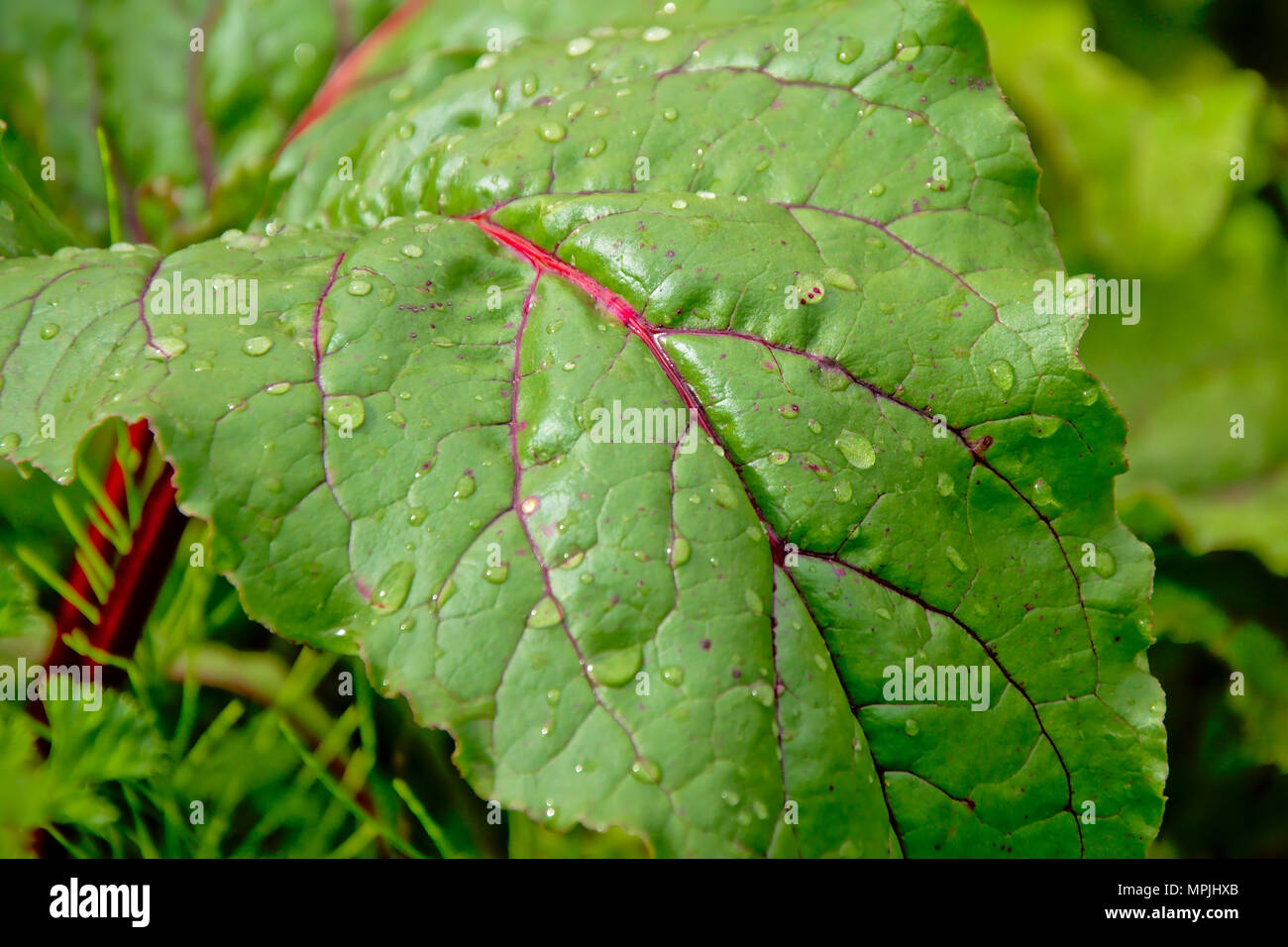 Green leaf with red veins hi-res stock photography and images - Alamy
