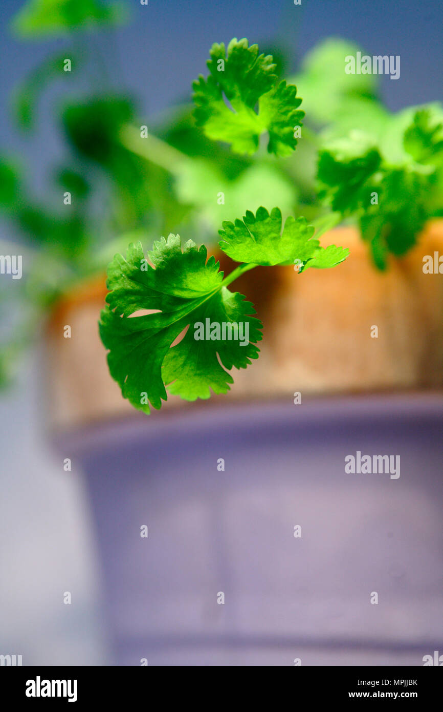 Coriander herb growing from a blue clay pot. 16 July 2010 Image by