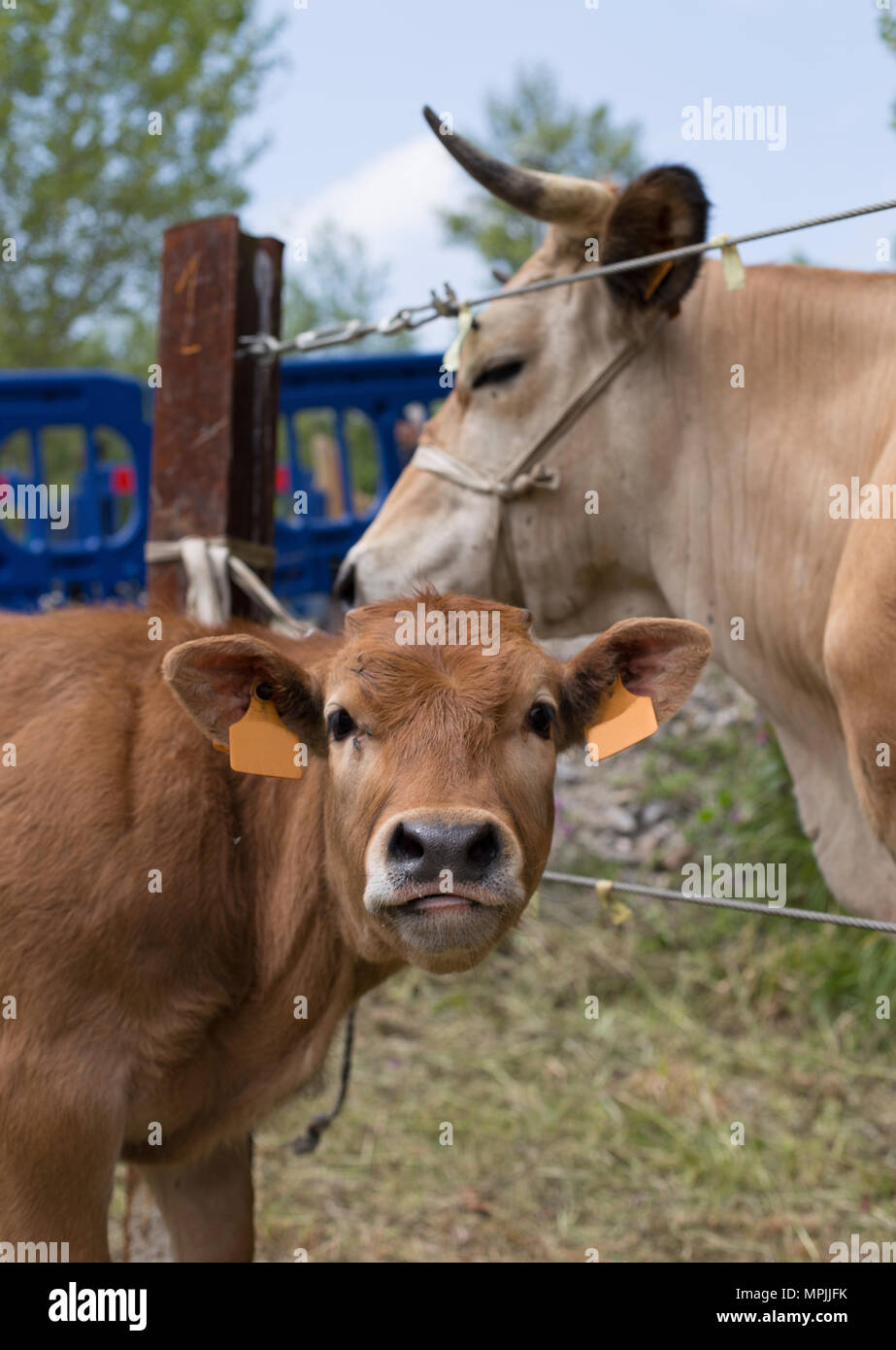 Cow and calf Stock Photo - Alamy