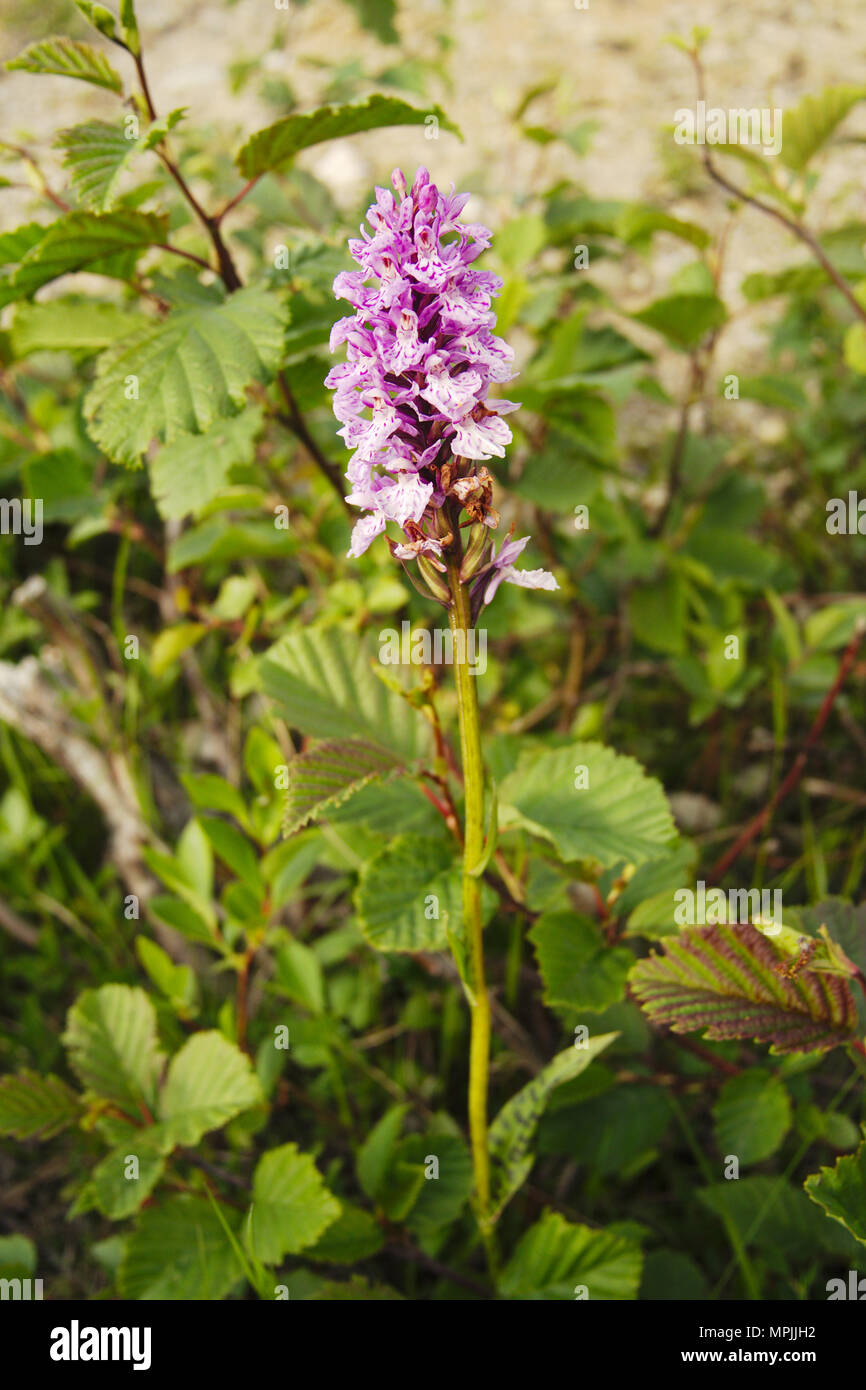 A close-up of wild orchid. Little pink flowers. Small Beech tree. Stock Photo