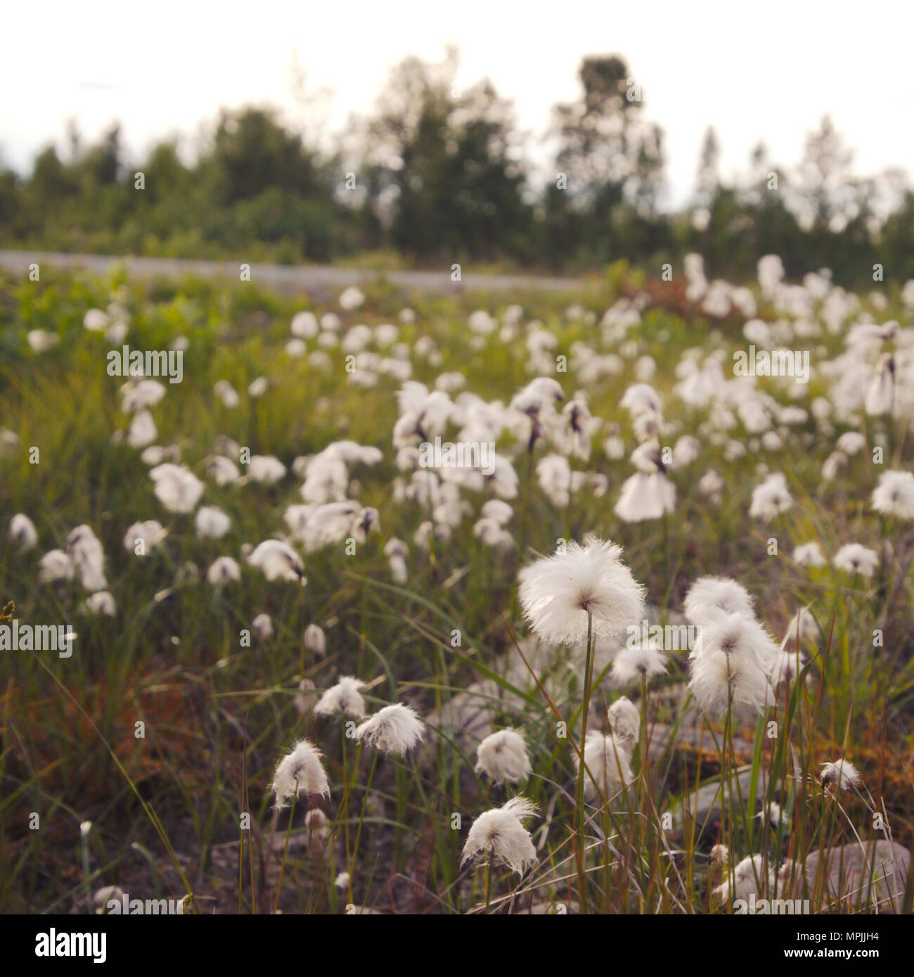 Close-up of cottongrass in a field at dusk. Stock Photo