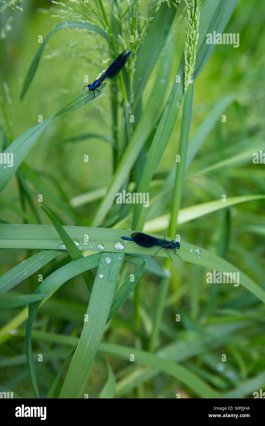 Blue dragonflies hi-res stock photography and images - Alamy