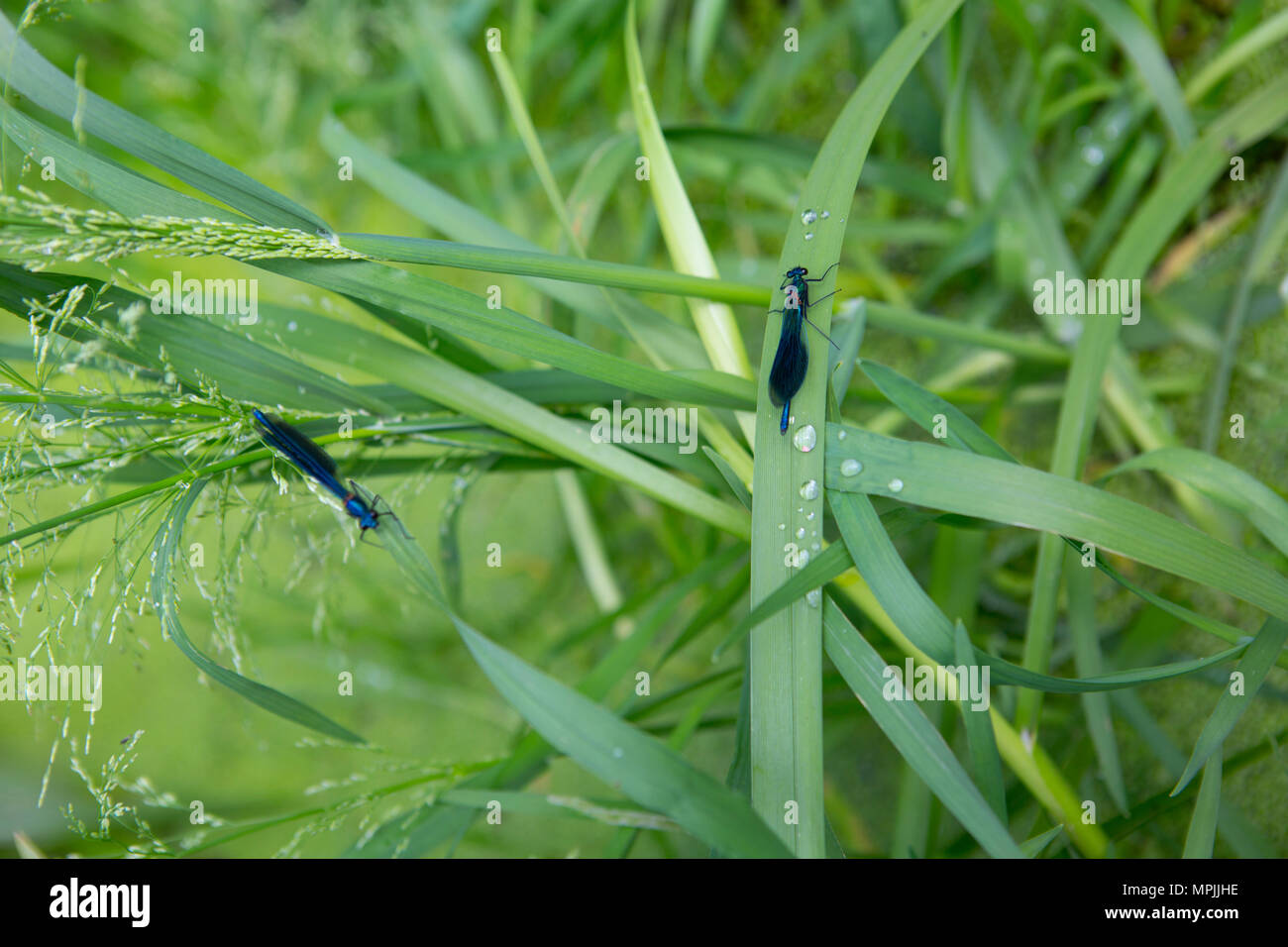 Blue dragonflies on the grass Stock Photo - Alamy