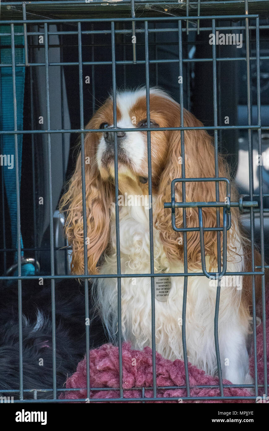 a king Charles cavalier spaniel dog in a crate or dog cage in the back of a car for transportation in a vehicle safely and contained in wire box. Stock Photo