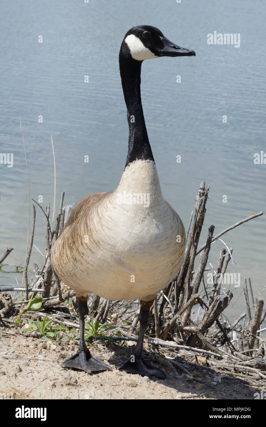 asics front runner argentina