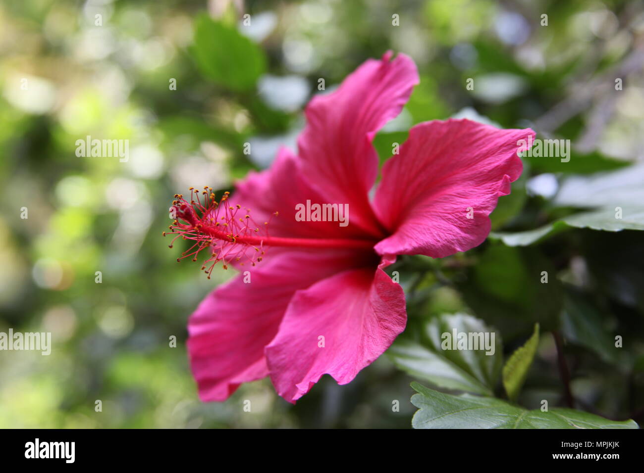 Southern California Pink Hibiscus Flower Stock Photo