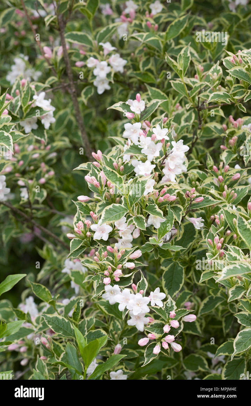 Variegated weigela hi-res stock photography and images - Alamy