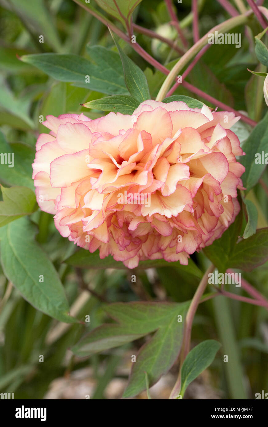 Jin uk hi-res stock photography and images - Alamy