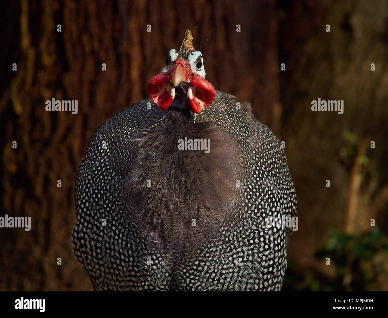 fowl camera