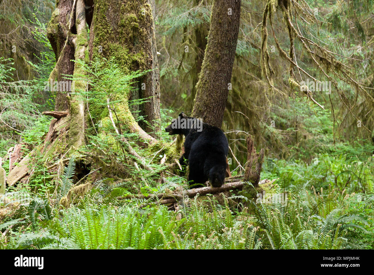 Bear in the The Hoh Rainforest in Olympic National Park, Washington