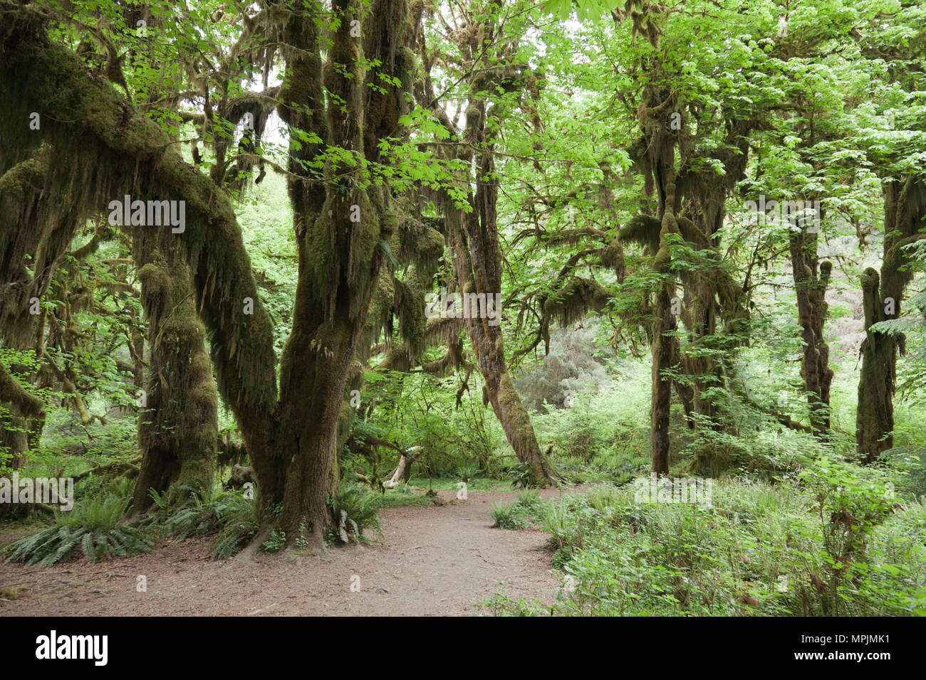 Trail through The Hoh Rainforest in Olympic National Park, Washington. Stock Photo