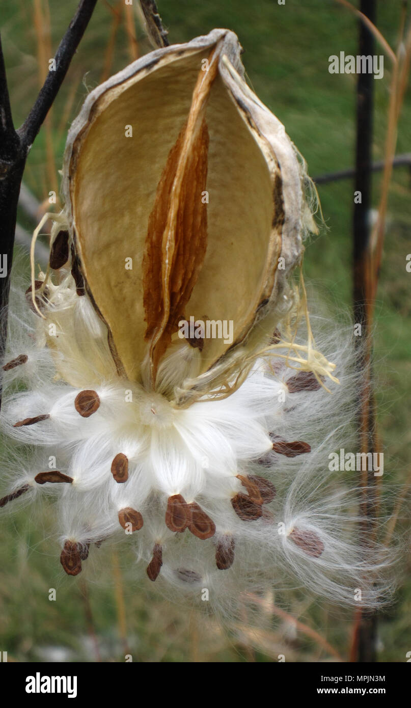 White fluffy seed pods hires stock photography and images Alamy