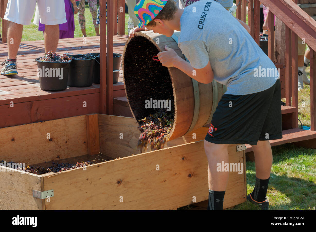 Carlton, Oregon,USA September 12, 2015Members of the Crush Crew dump