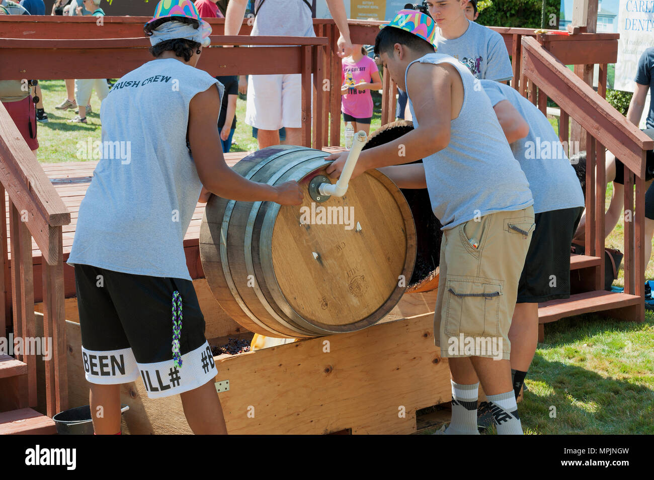 Carlton, Oregon,USA September 12, 2015Members of the Crush Crew dump