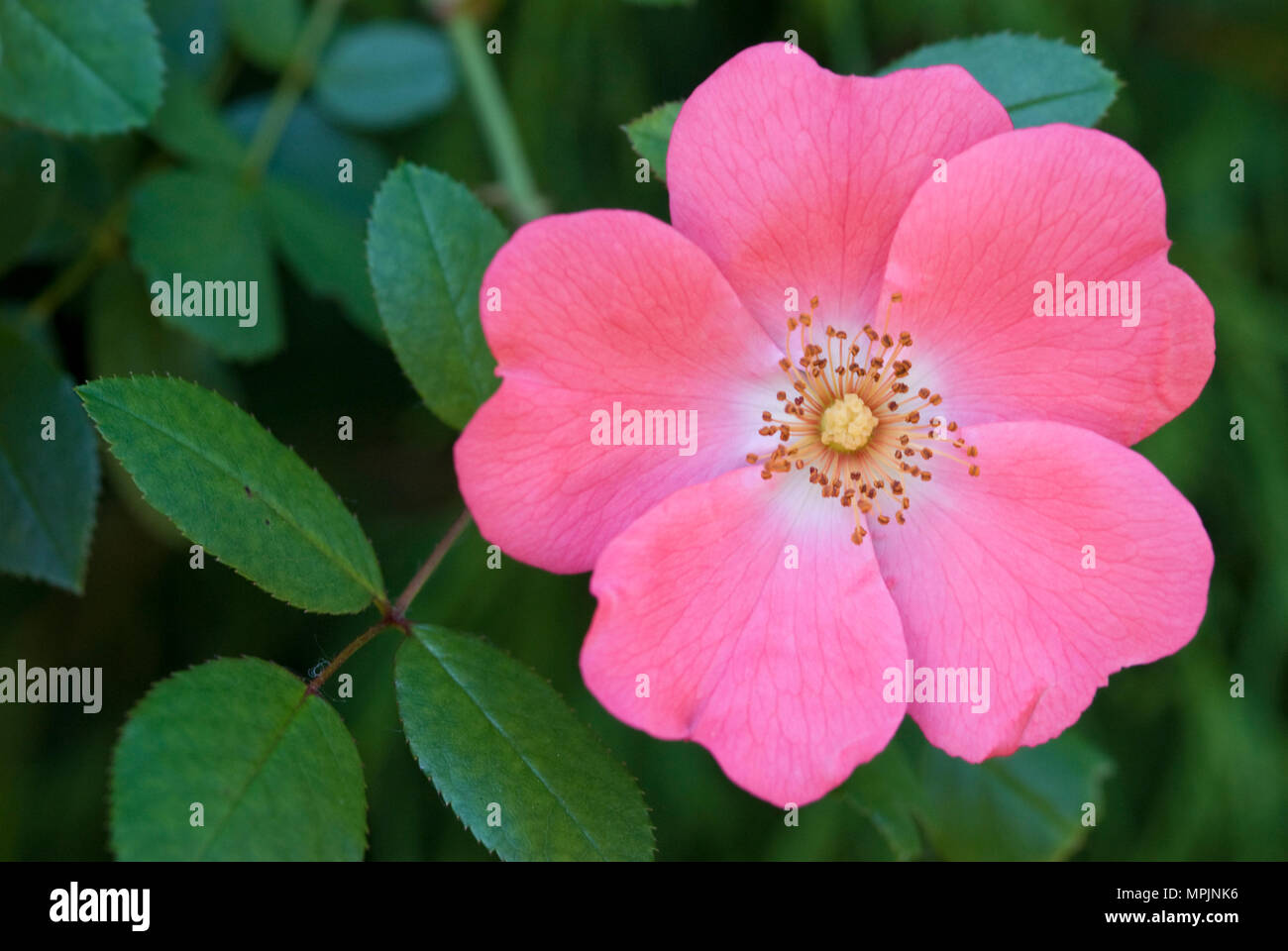 ROSA 'ALL THE RAGE' Stock Photo