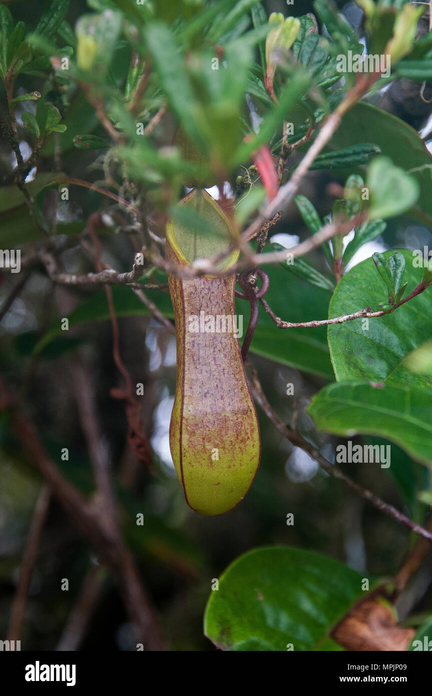 Nepenthes or pitcher plant, endemic to Taman Kinabalu