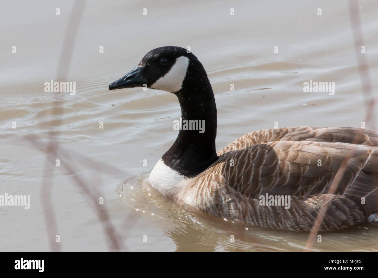 Indian geese hi-res stock photography and images - Alamy
