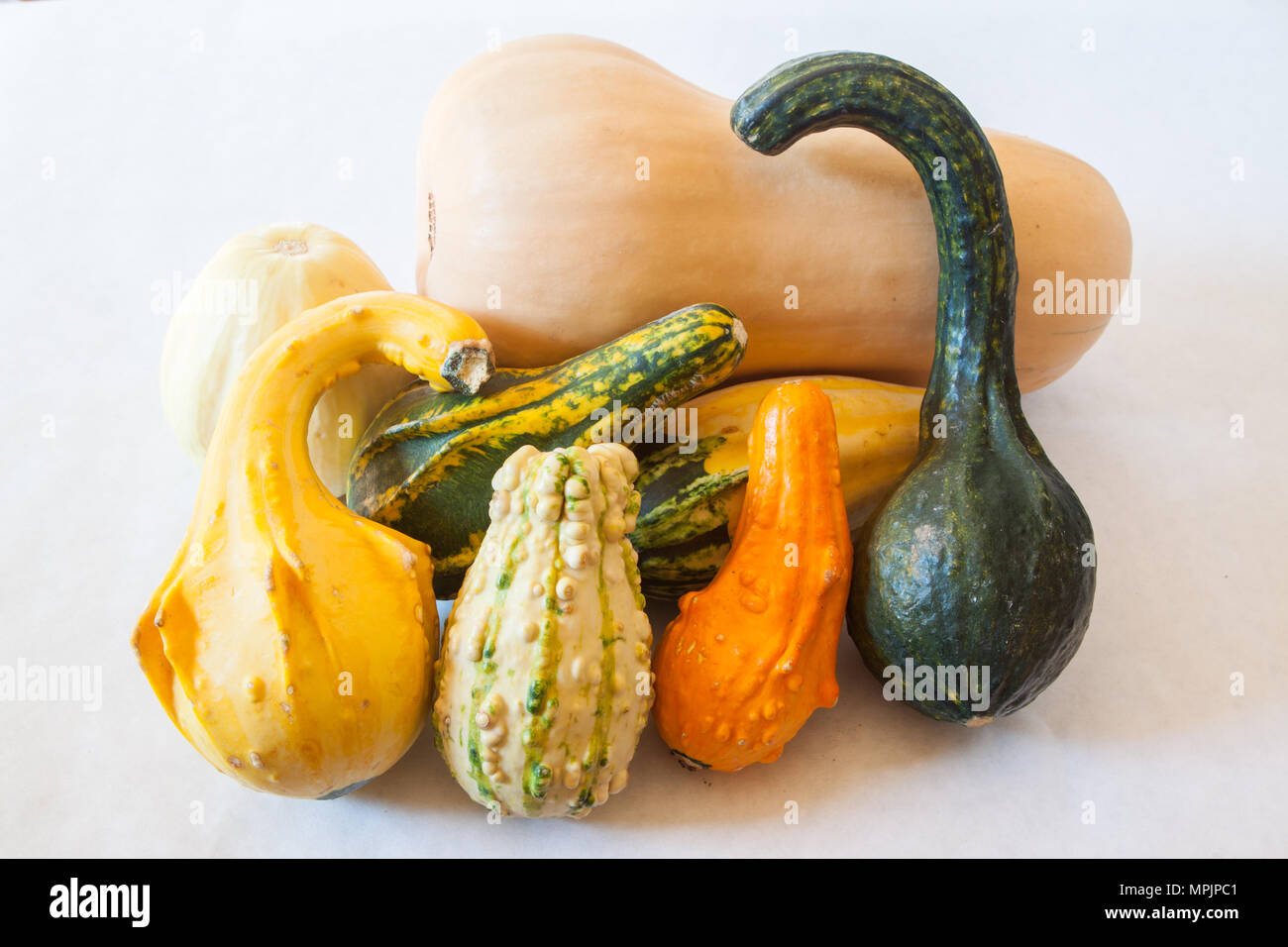 A still life of winter squash and ornamental gourds represents a