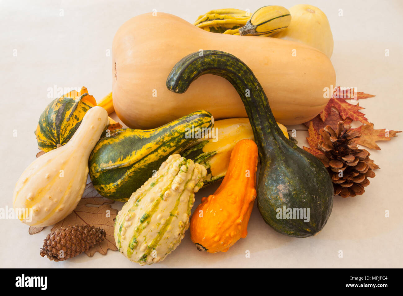 A still life of winter squash and ornamental gourds represents a bountiful harvest of nutritious foods Stock Photo