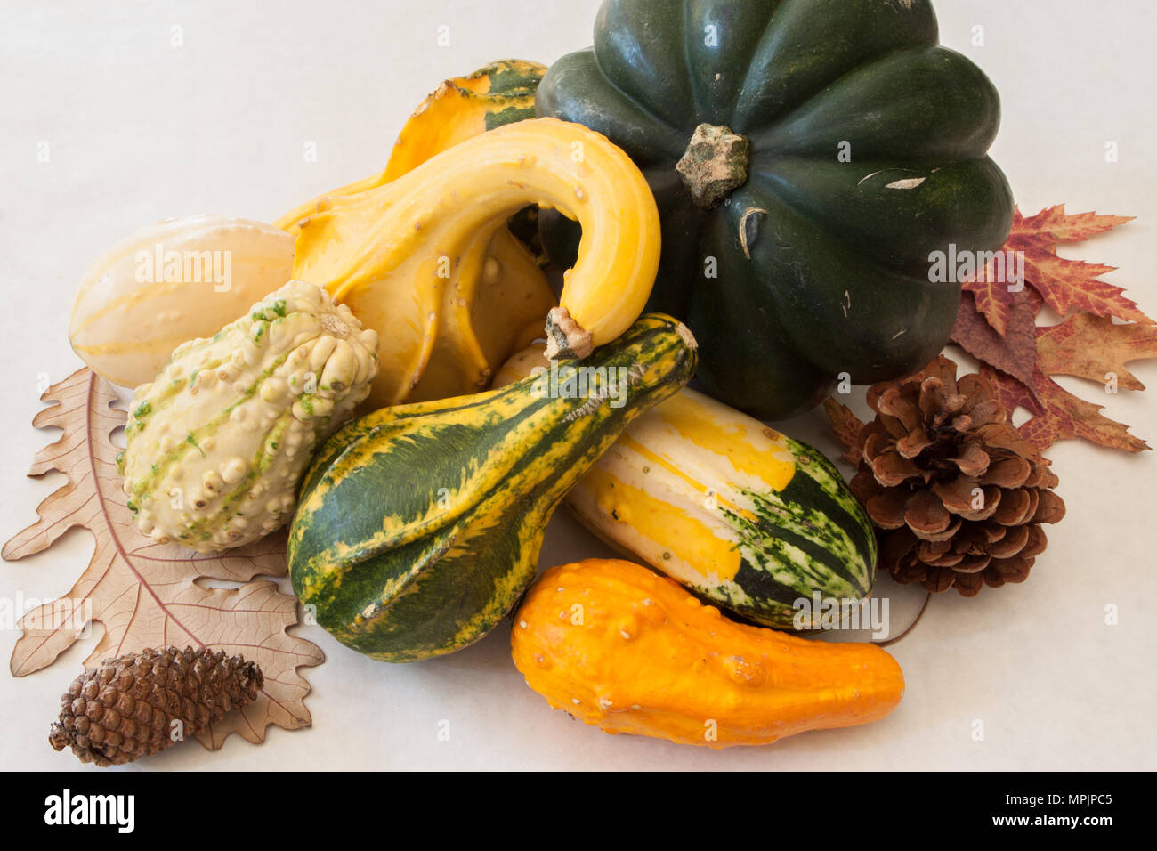 A still life of winter squash and ornamental gourds represents a bountiful harvest of nutritious foods Stock Photo